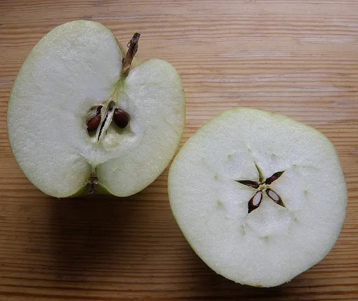 Apple sliced in half showing the star of seeds inside