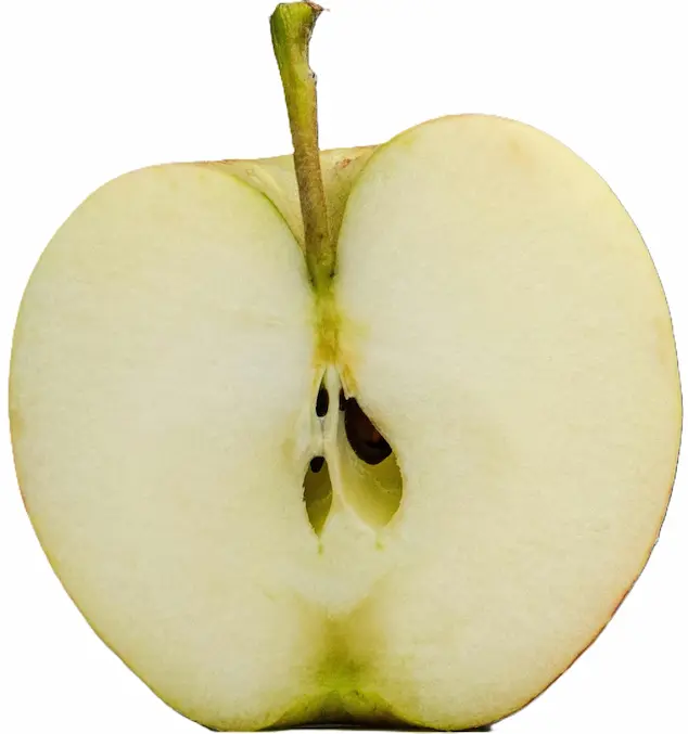 Apple Anatomy Diagram