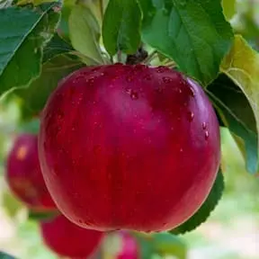 Apple Tree