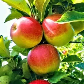 Apple Tree
