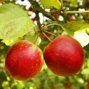 Apple Tree