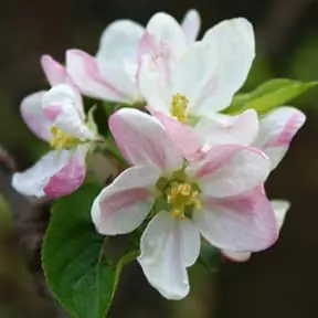 Apple Blossom