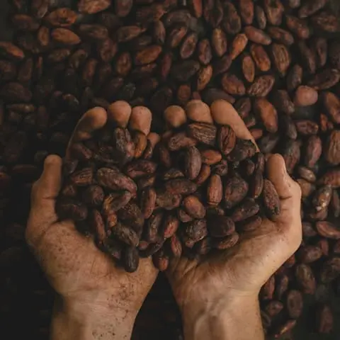 A Cocoa Pod
