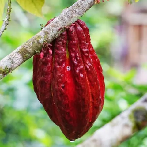 A Cocoa Pod