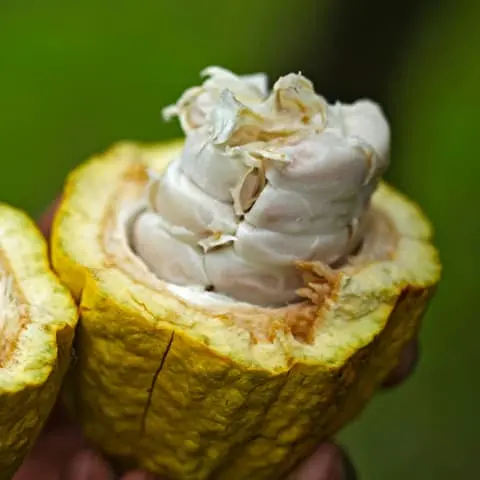 Cocoa Bean