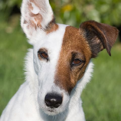 Dog 2