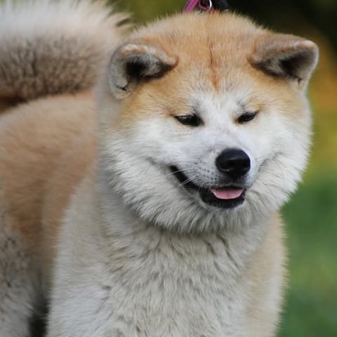 Dog 3