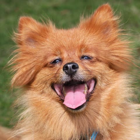 Dog 4