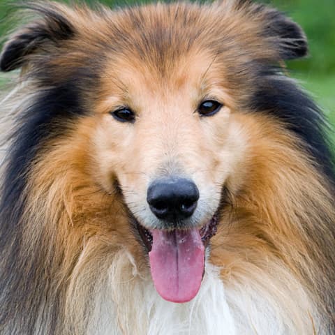 Dog 5