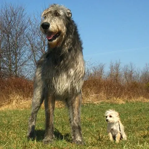 Size comparison of dogs