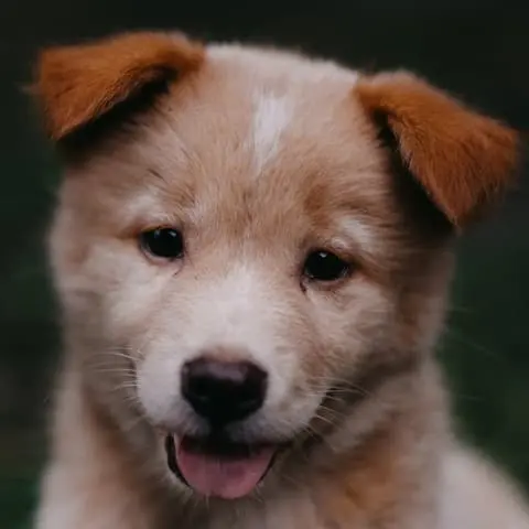 Dog Quotes Writing Activity