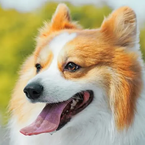 Dog breed