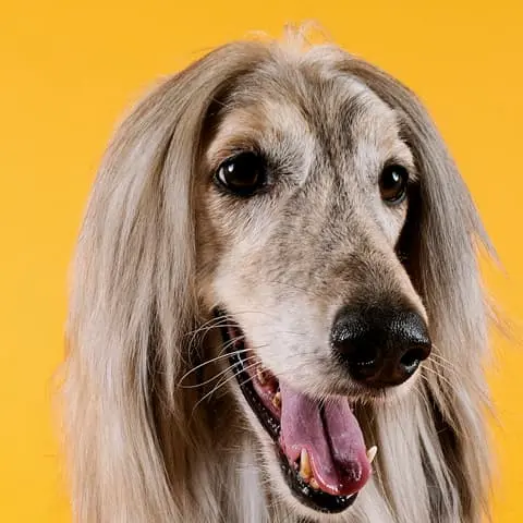Dog breed