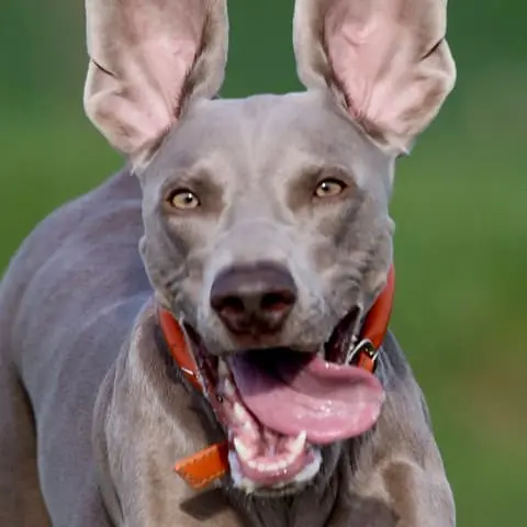 Dog breed variety