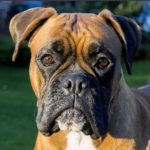 Dog breed