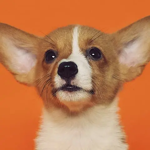 Dog breed