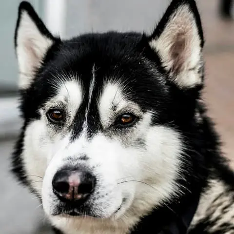 Dog breed