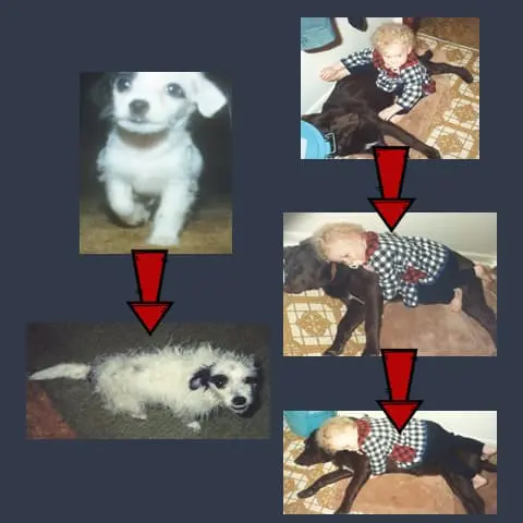 Visual Prompts from Dog Photos