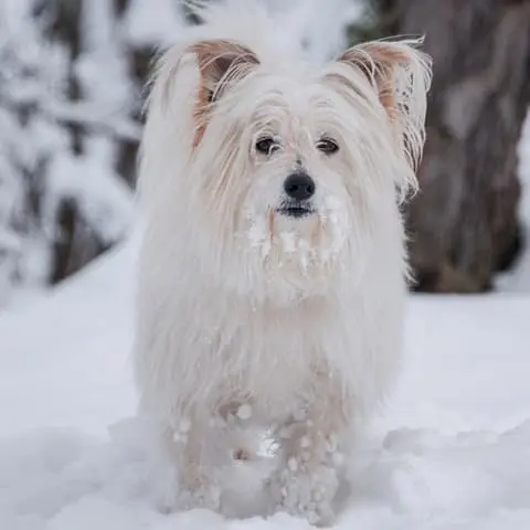 Puppy in snow