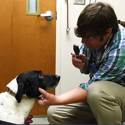 Dog at the vet