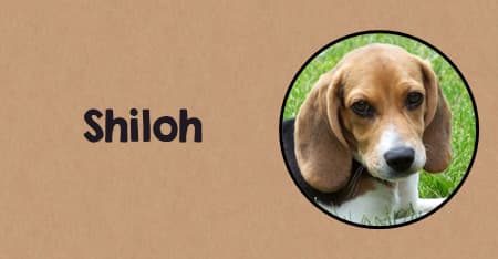 Activities to do with your Shiloh Novel Study