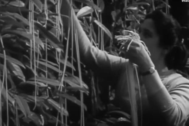 The Spaghetti Harvest (1957)